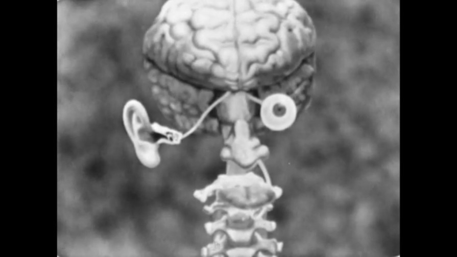 Black-and-white still: an anatomical depiction of a brain and spine with an ear and an eye attached to it.